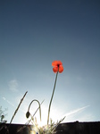 SX18795 Sunrise over common poppy (Papaver rhoeas) in garden.jpg